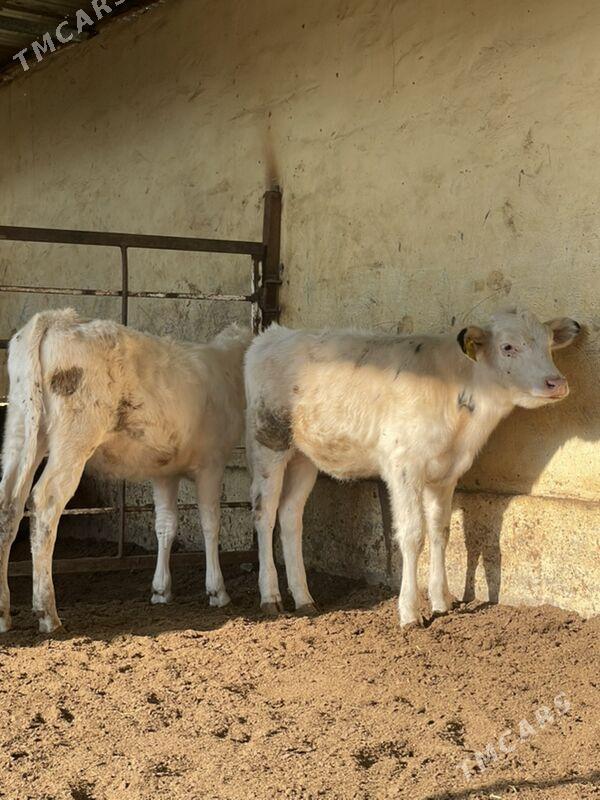 Arginal tüweler - Ашхабад - img 4