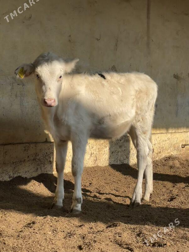 Arginal tüweler - Ашхабад - img 7