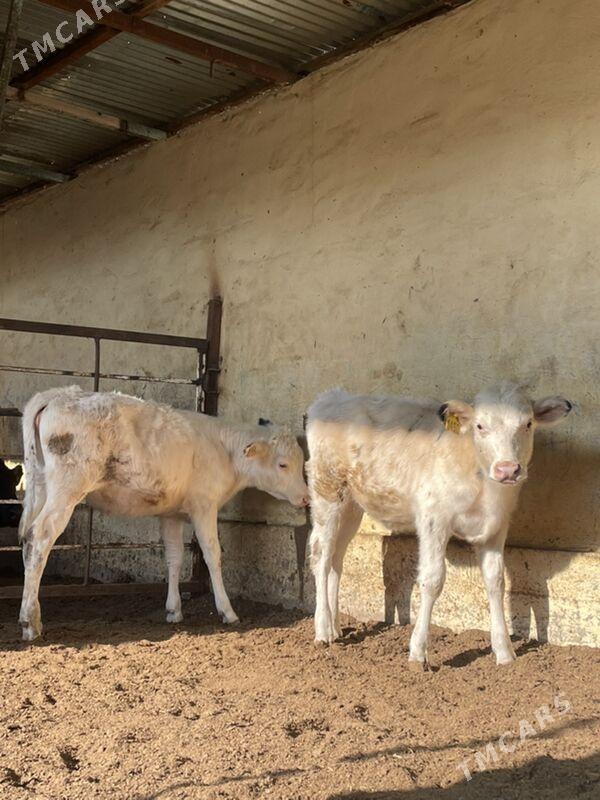 Arginal tüweler - Ашхабад - img 3