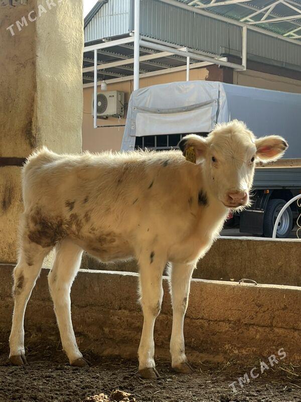 Arginal tüweler - Ашхабад - img 6