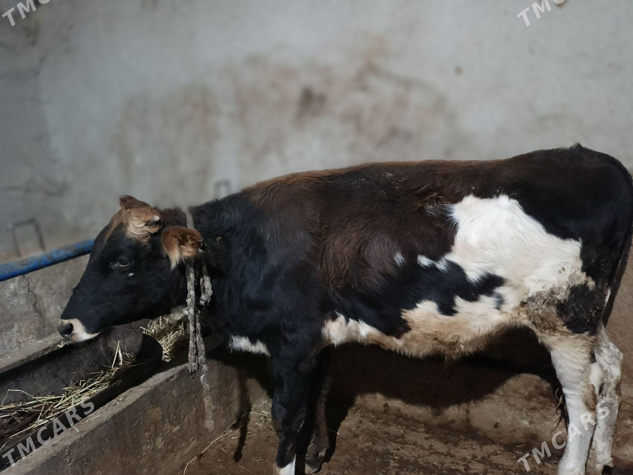 öküz - Tejen - img 2