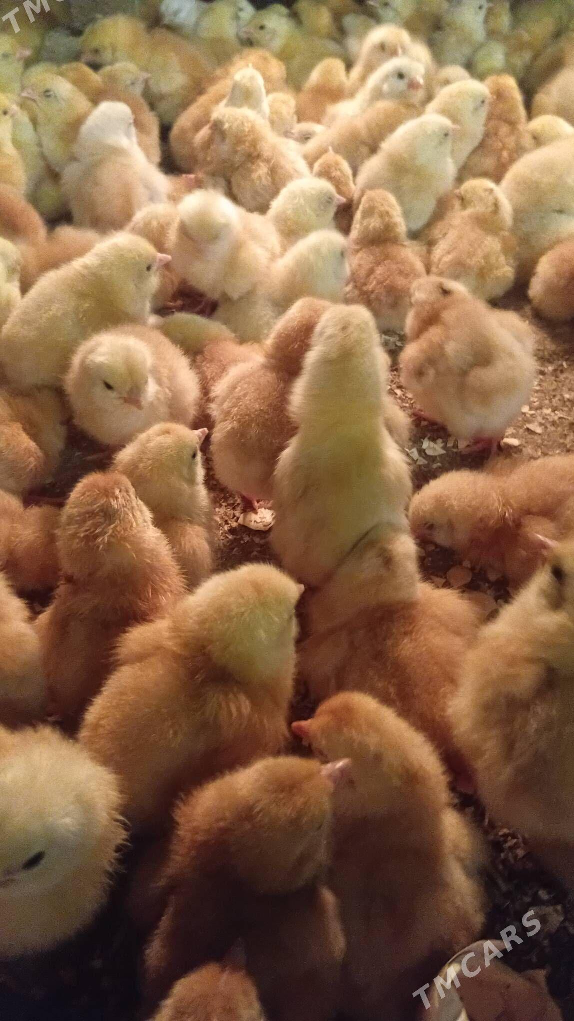 towuk juyje жуже - Шабатский этрап - img 2