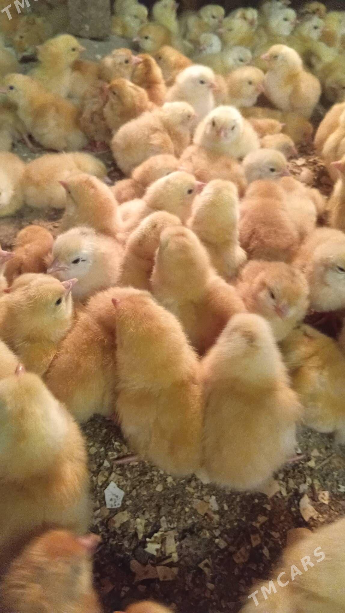 towuk juyje жуже - Шабатский этрап - img 3