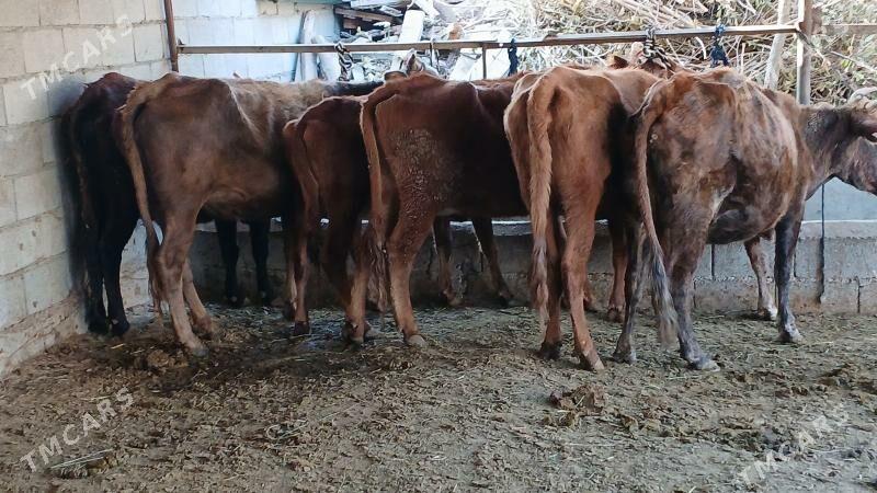 bogaz sygyr - Херрикгала - img 1