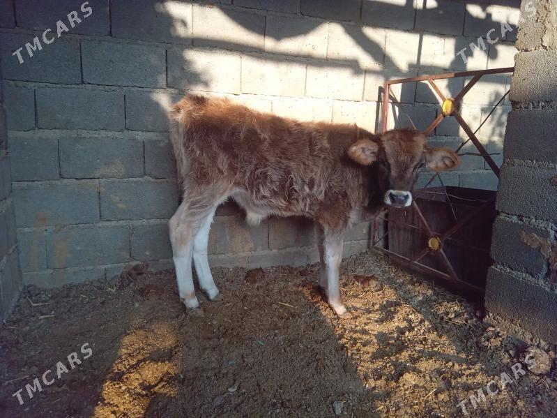 öküz - Бахарден - img 3