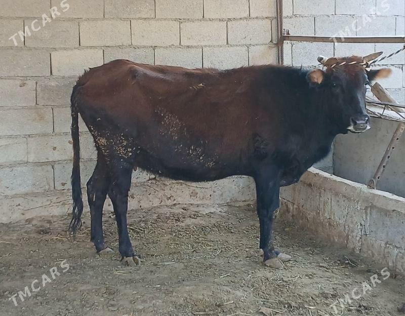 bogaz sygyr - Херрикгала - img 10