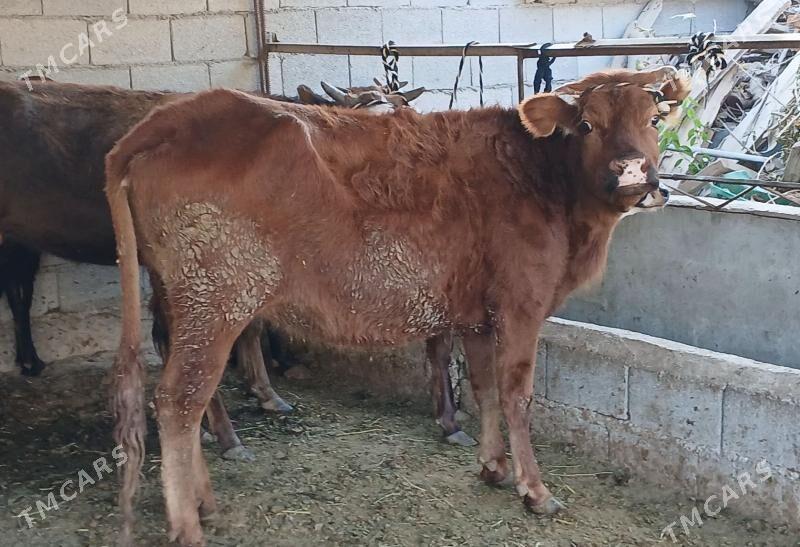 bogaz sygyr - Херрикгала - img 4