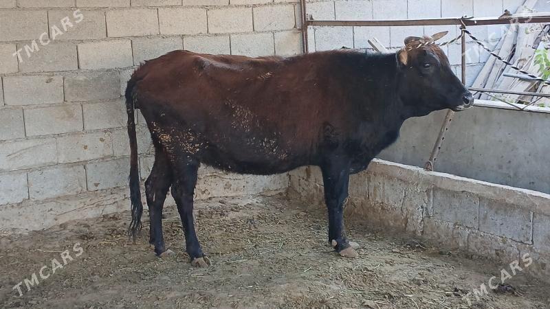 bogaz sygyr - Херрикгала - img 5