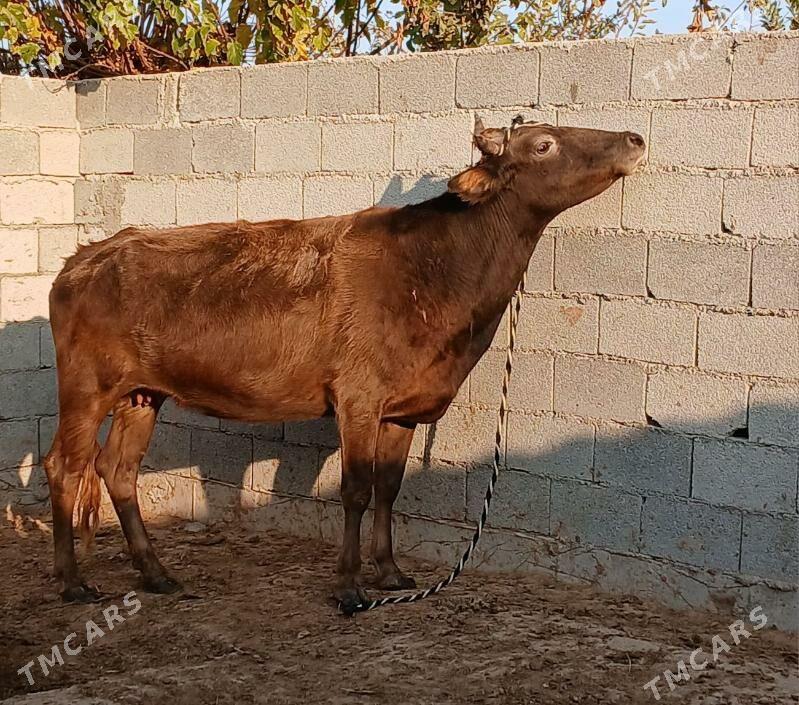 bogaz sygyr - Херрикгала - img 6