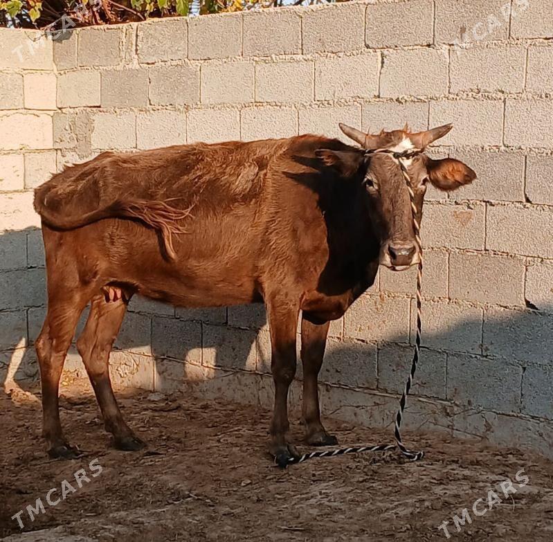 bogaz sygyr - Херрикгала - img 8