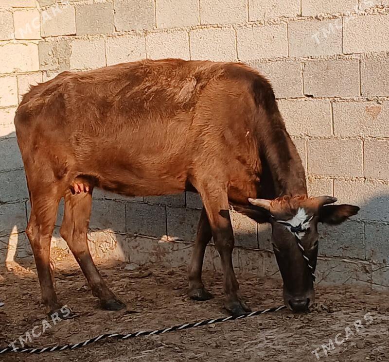 bogaz sygyr - Херрикгала - img 9