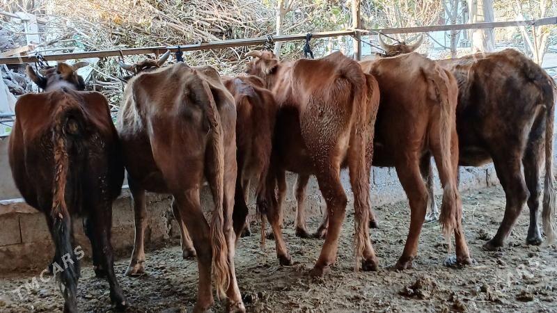 bogaz sygyr - Херрикгала - img 3