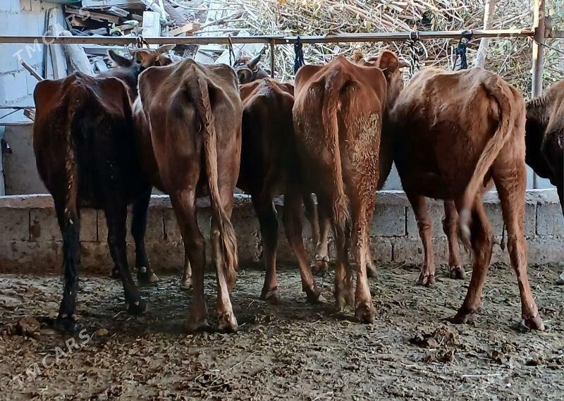 bogaz sygyr - Херрикгала - img 7