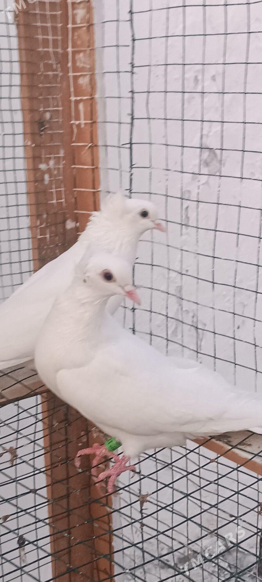 kepderi - Aşgabat - img 5