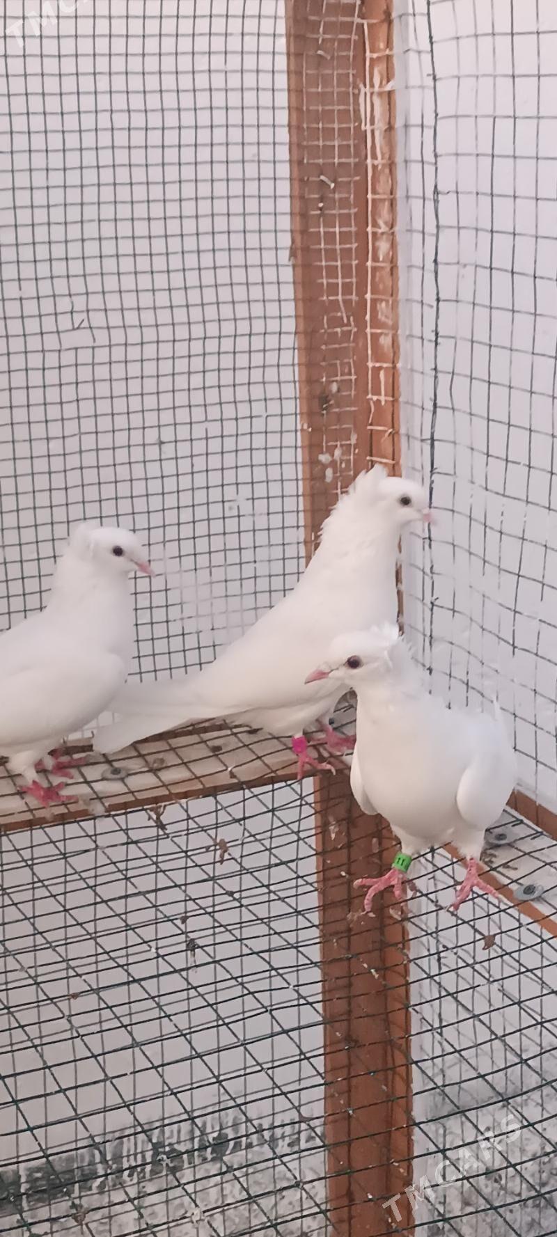 kepderi - Aşgabat - img 2