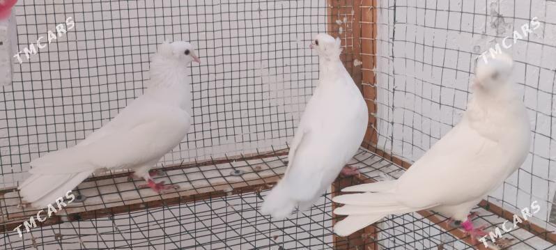 kepderi - Aşgabat - img 7