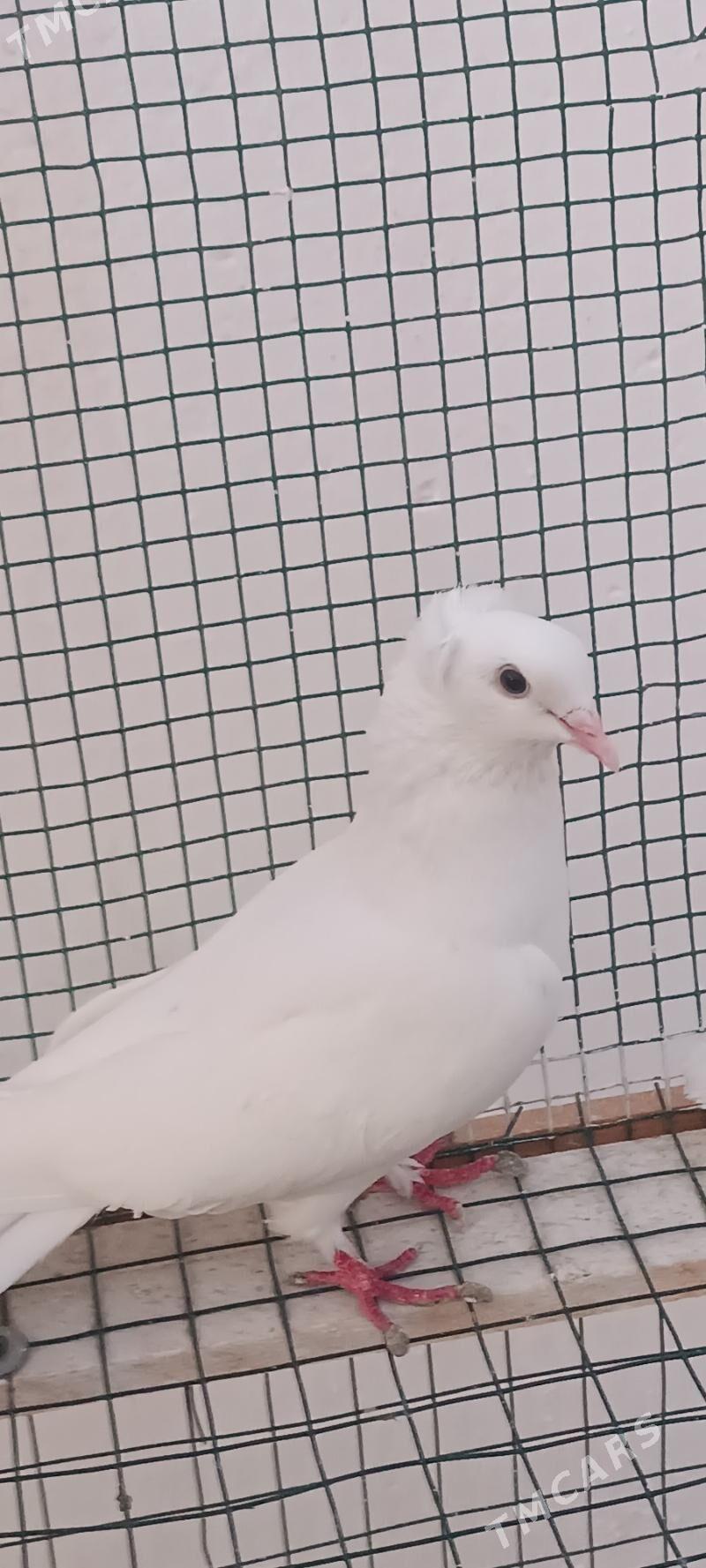 kepderi - Aşgabat - img 6