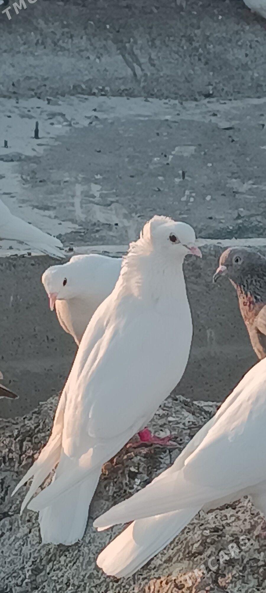 kepderi - Aşgabat - img 1