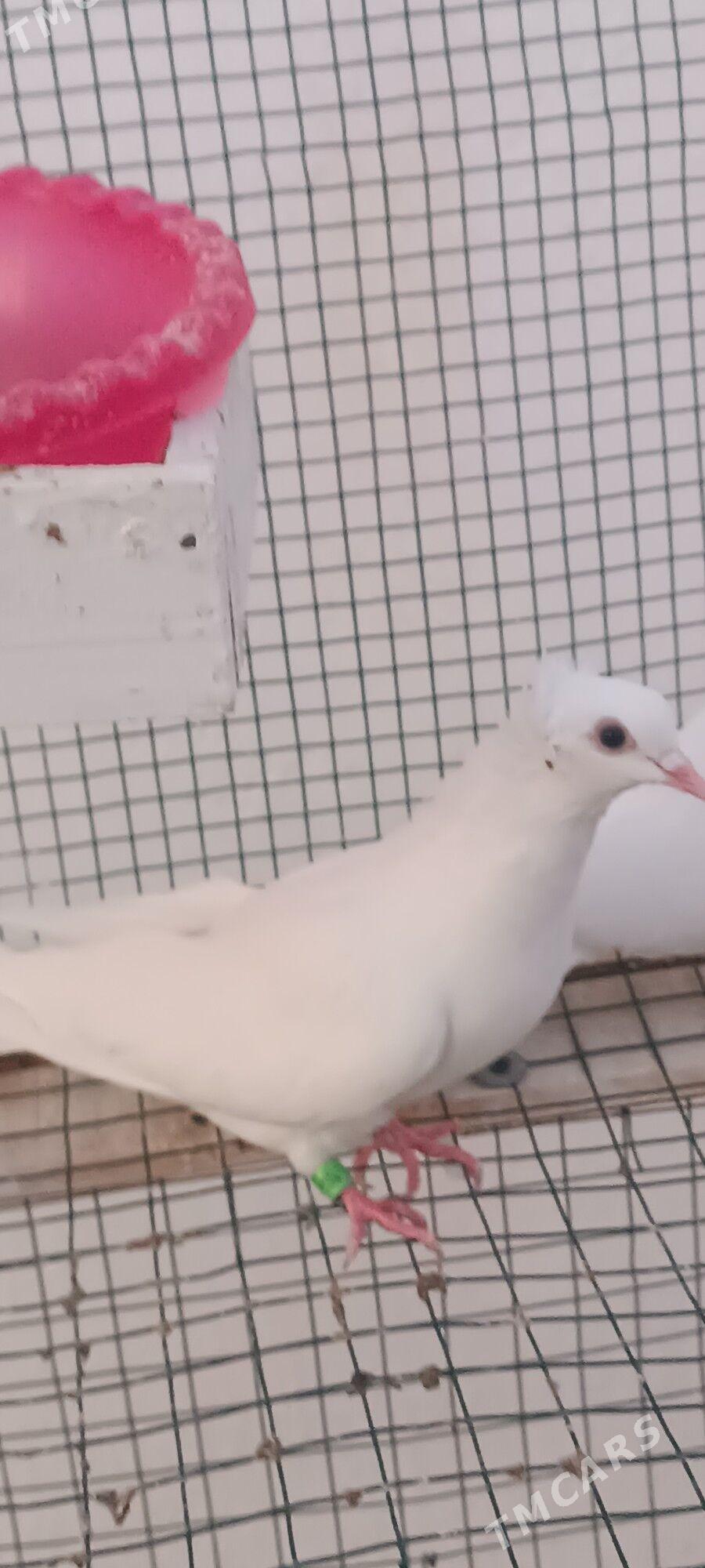 kepderi - Aşgabat - img 9