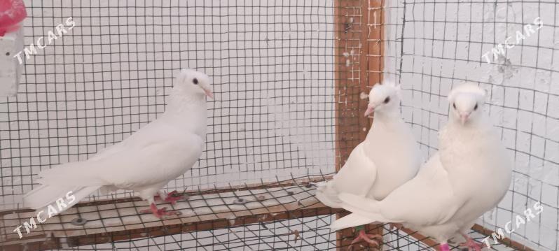 kepderi - Aşgabat - img 4