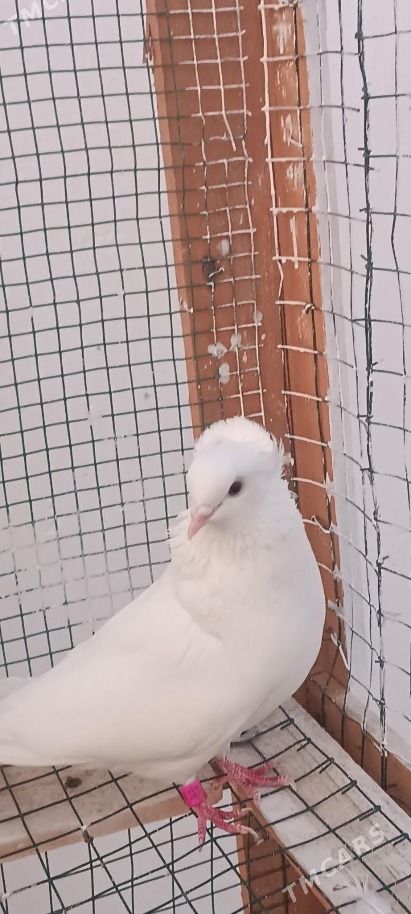 kepderi - Aşgabat - img 10