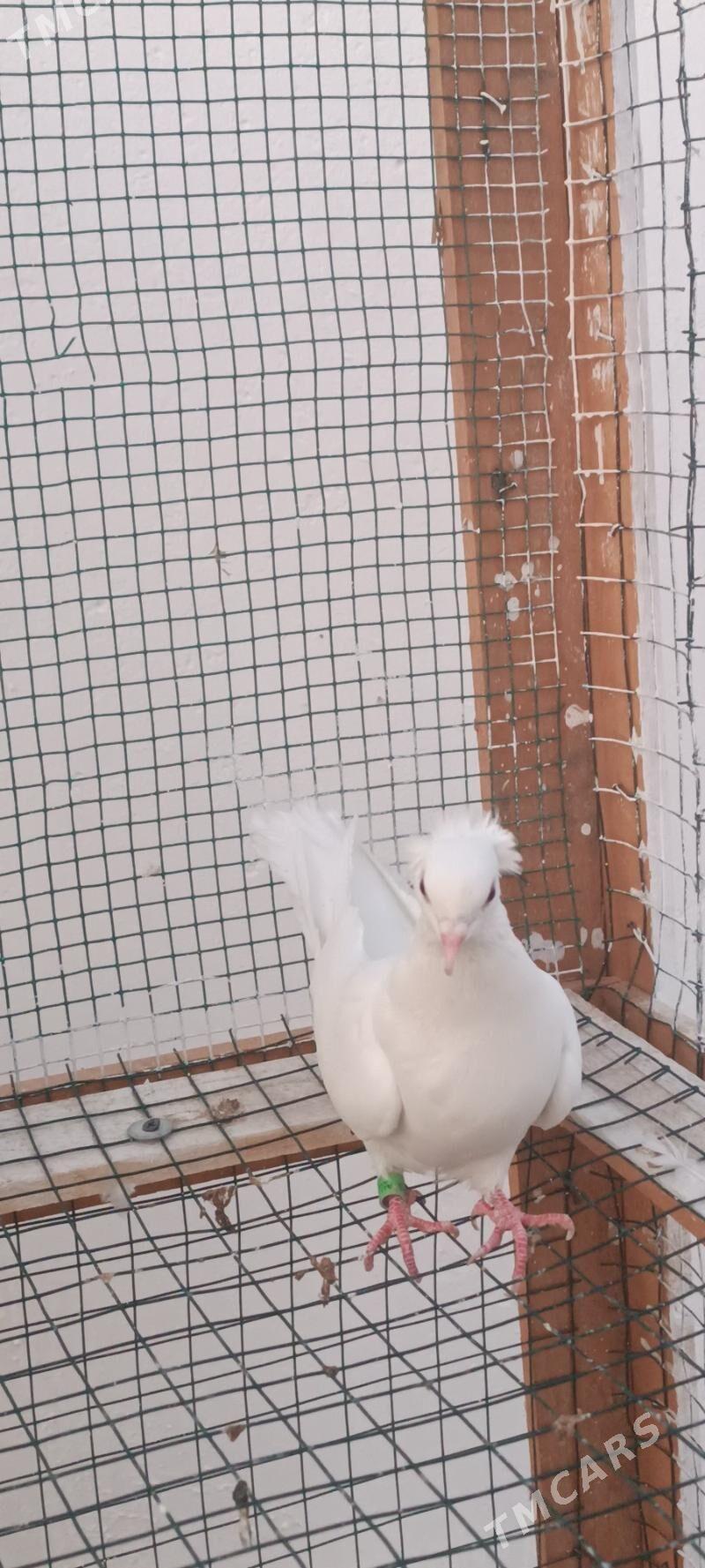 kepderi - Aşgabat - img 8