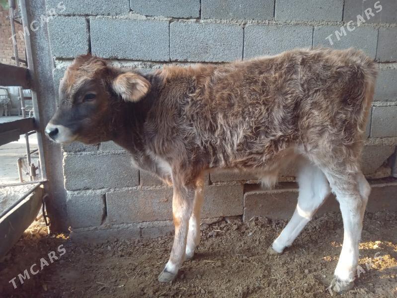 öküz - Бахарден - img 2