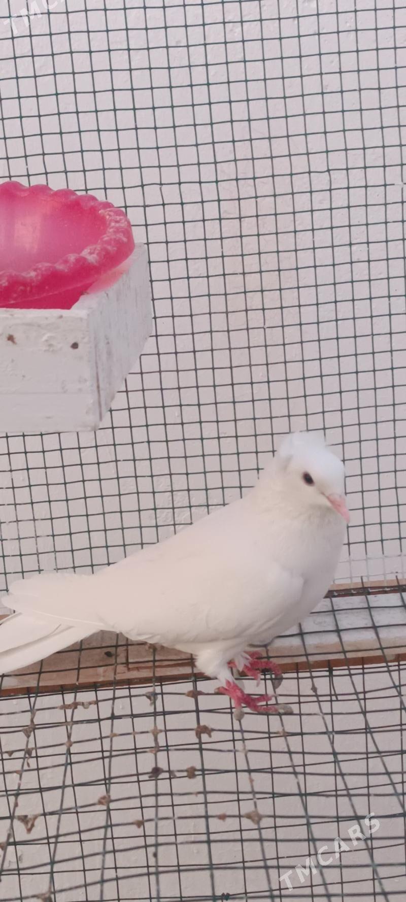 kepderi - Aşgabat - img 3