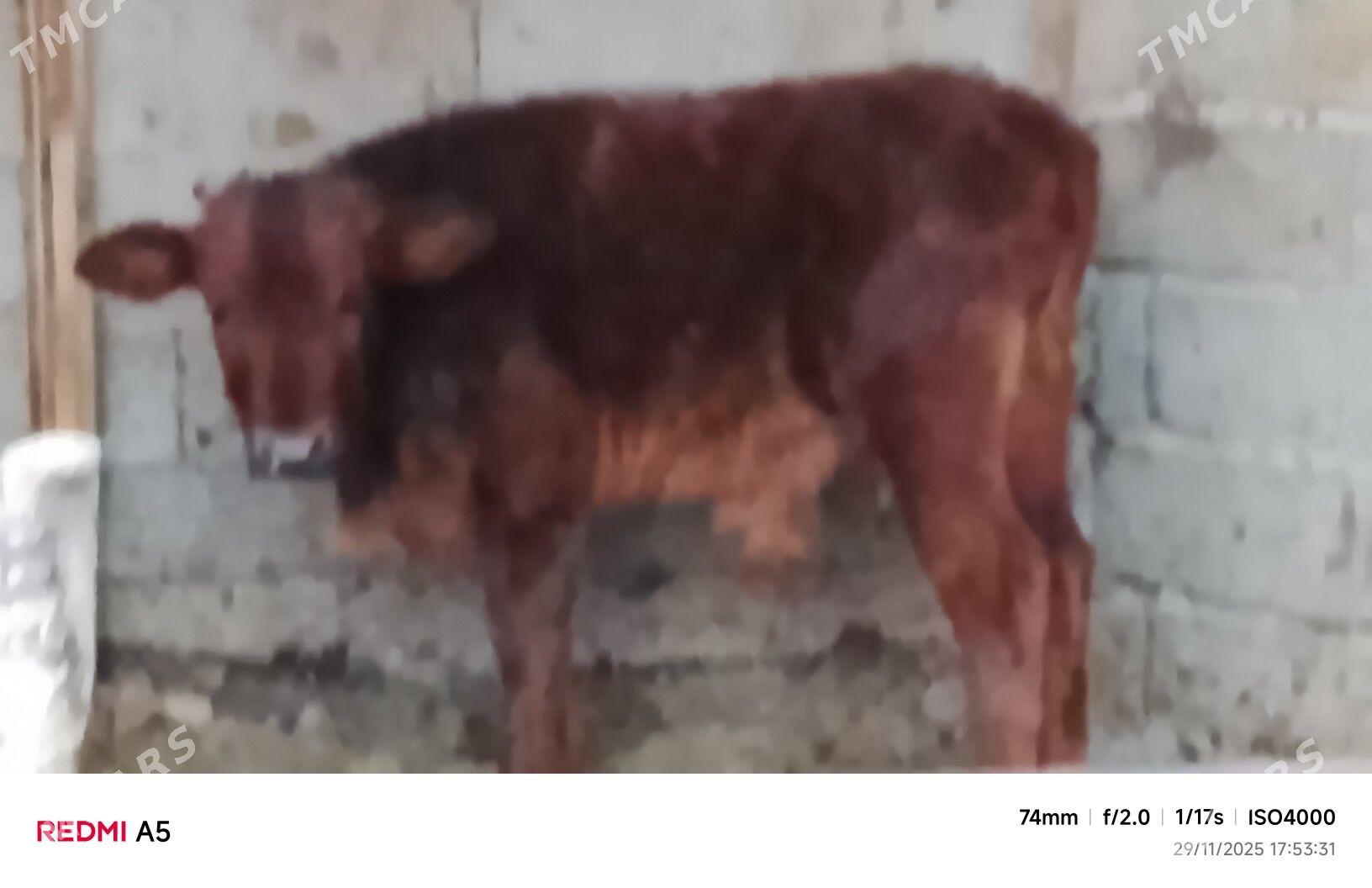 ökiz - Büzmeýin - img 2