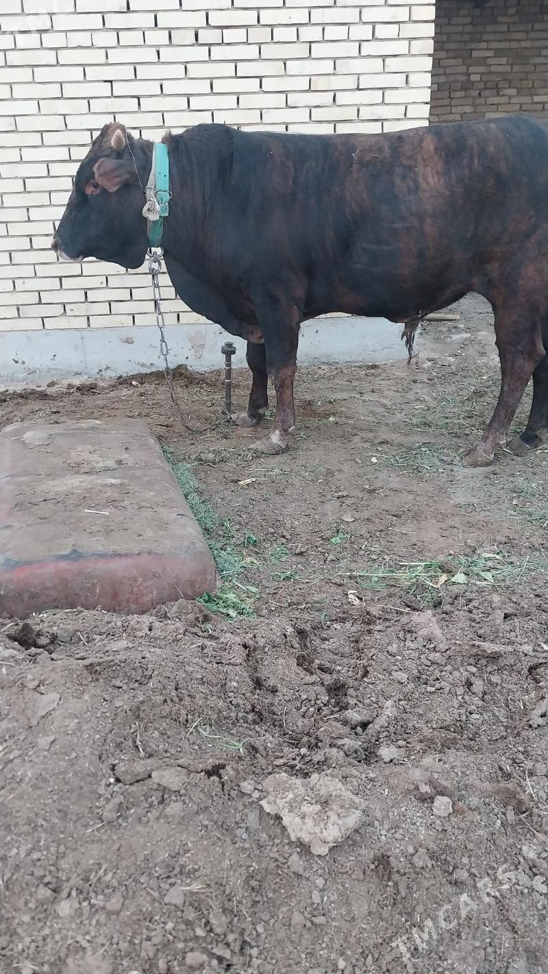 okuz - Мары - img 4