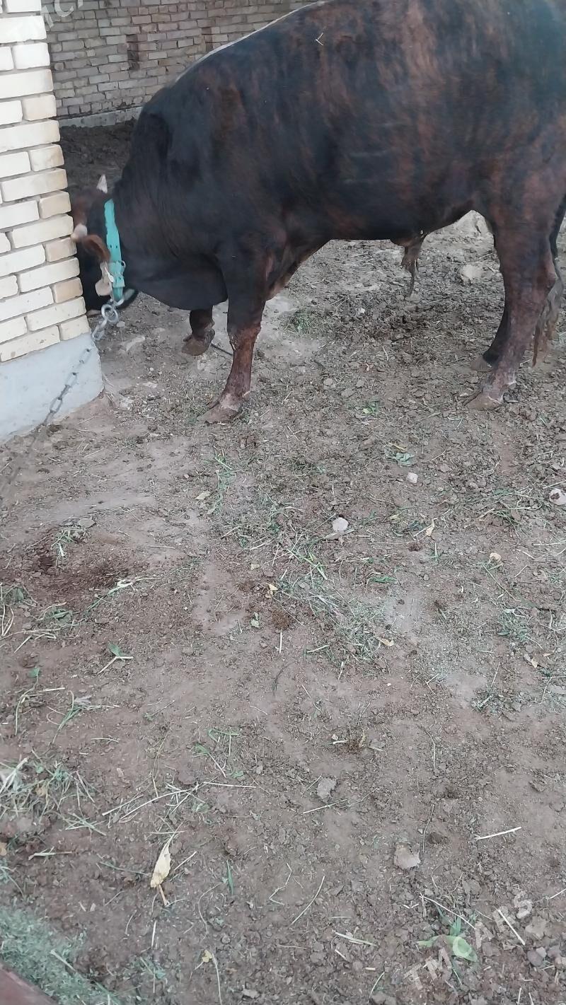 okuz - Мары - img 3