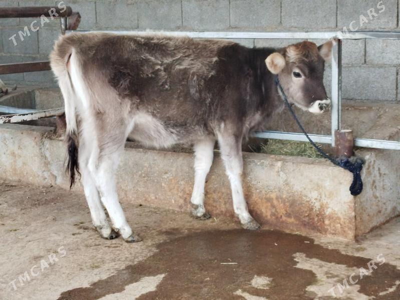 Tuwe şiwes - Бахарден - img 1