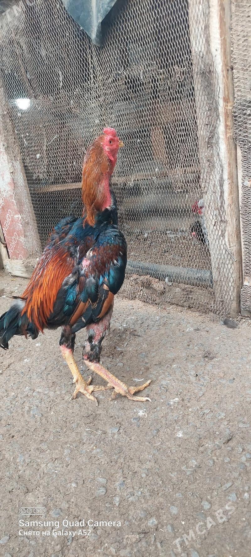 taskent horaz - Ашхабад - img 2