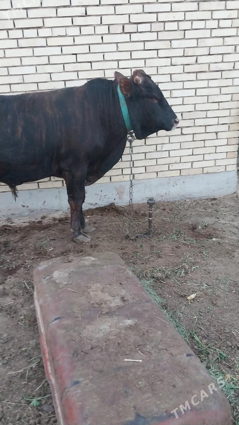 okuz - Мары - img 2