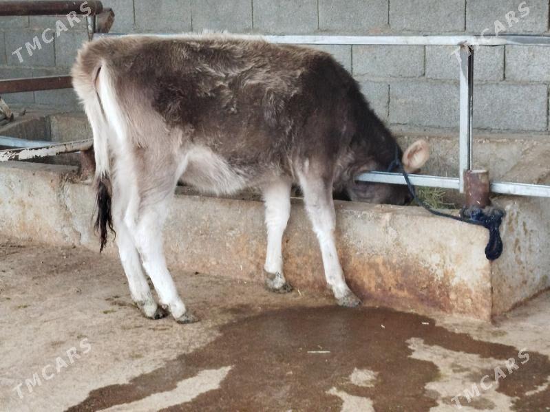 Tuwe şiwes - Бахарден - img 2