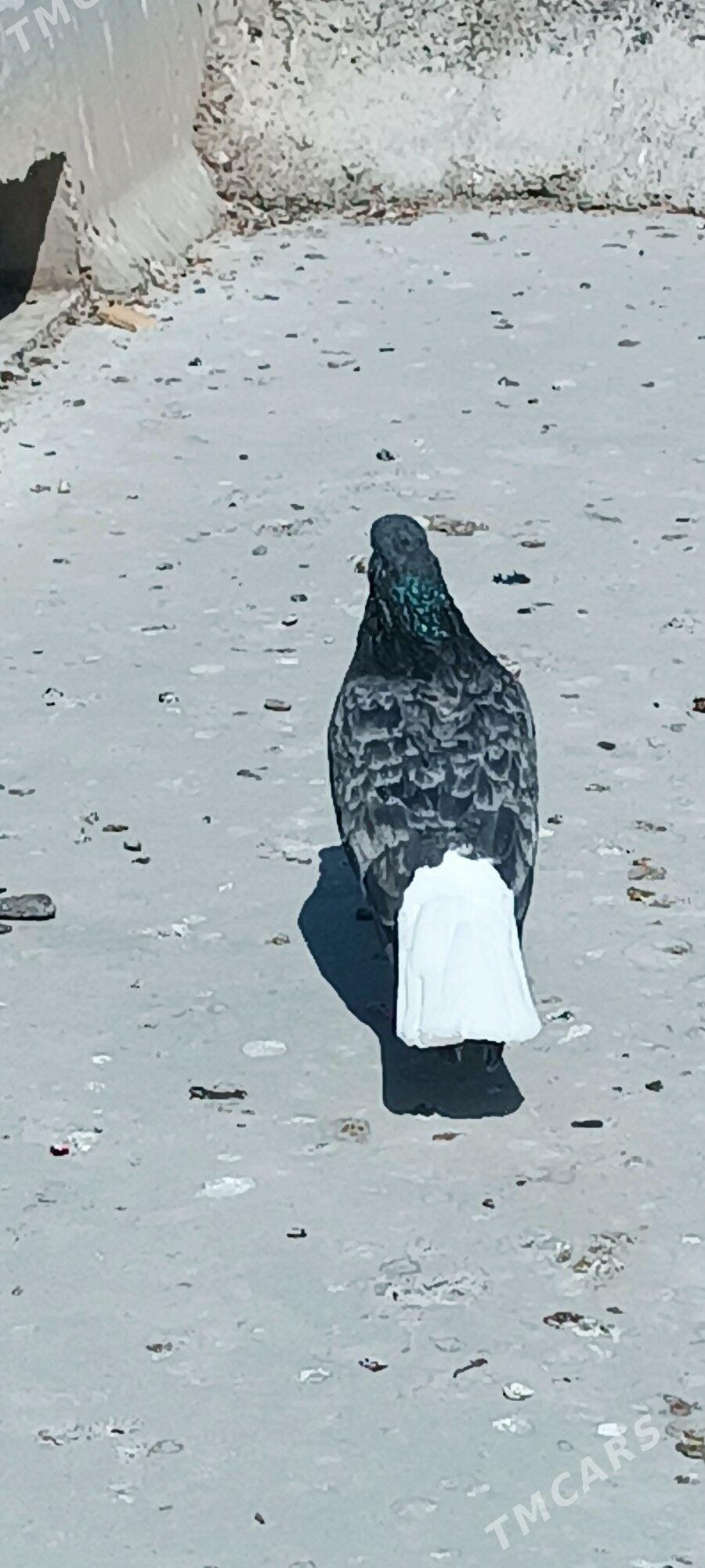 kepderi - Aşgabat - img 9