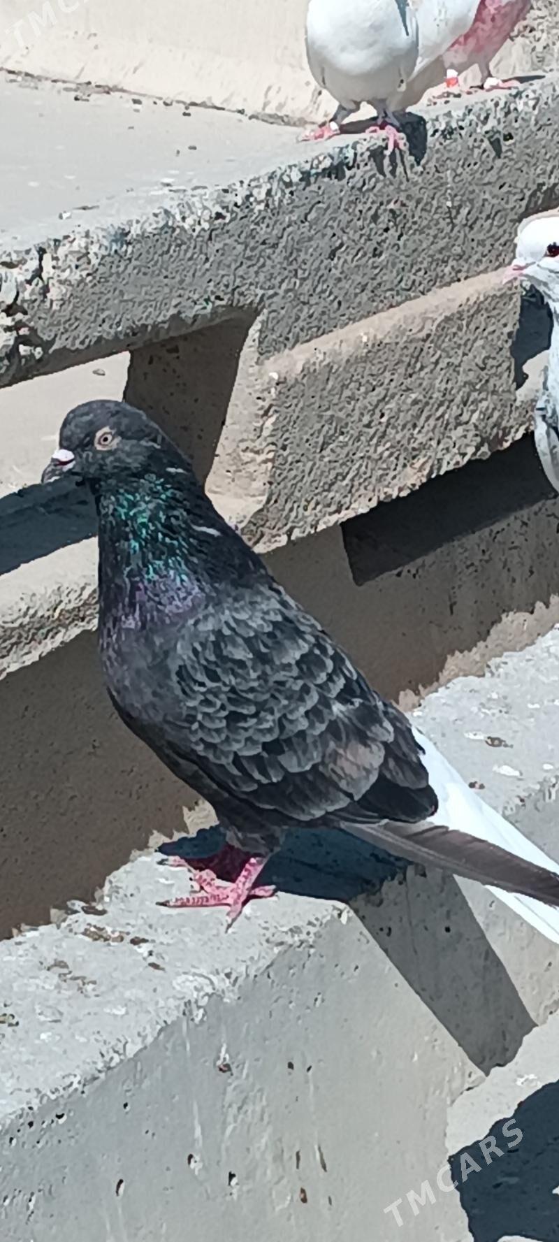 kepderi - Aşgabat - img 8