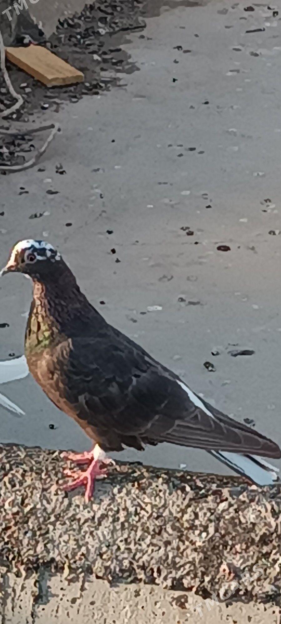 kepderi - Aşgabat - img 6