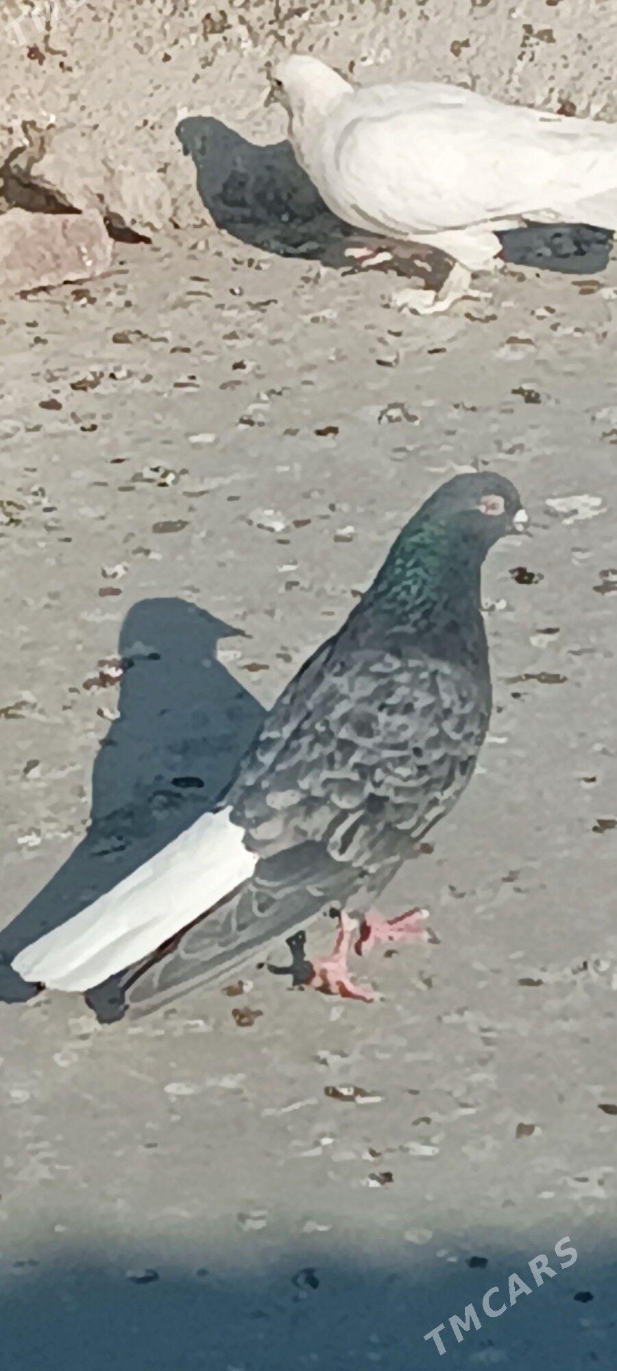 kepderi - Aşgabat - img 1