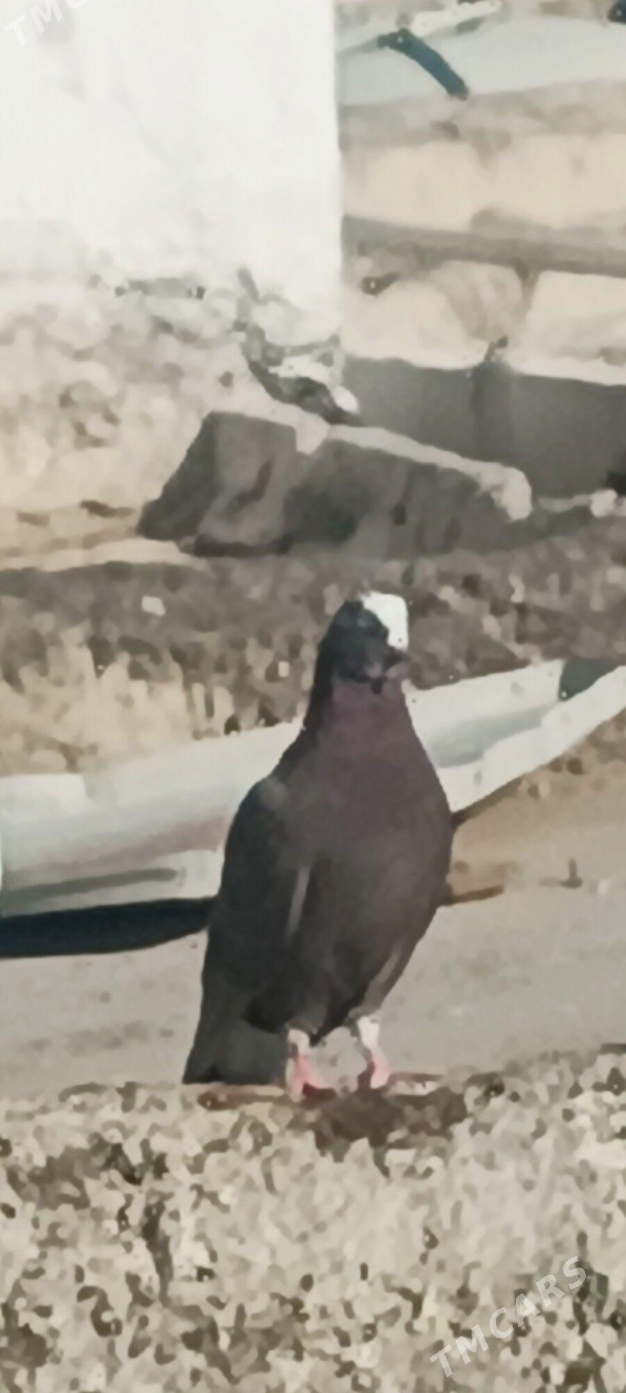 kepderi - Aşgabat - img 2