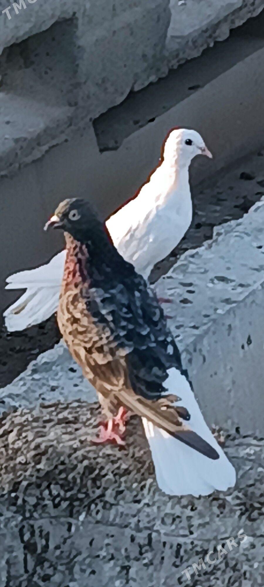 kepderi - Aşgabat - img 3