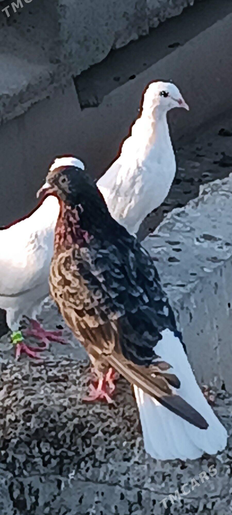 kepderi - Aşgabat - img 5