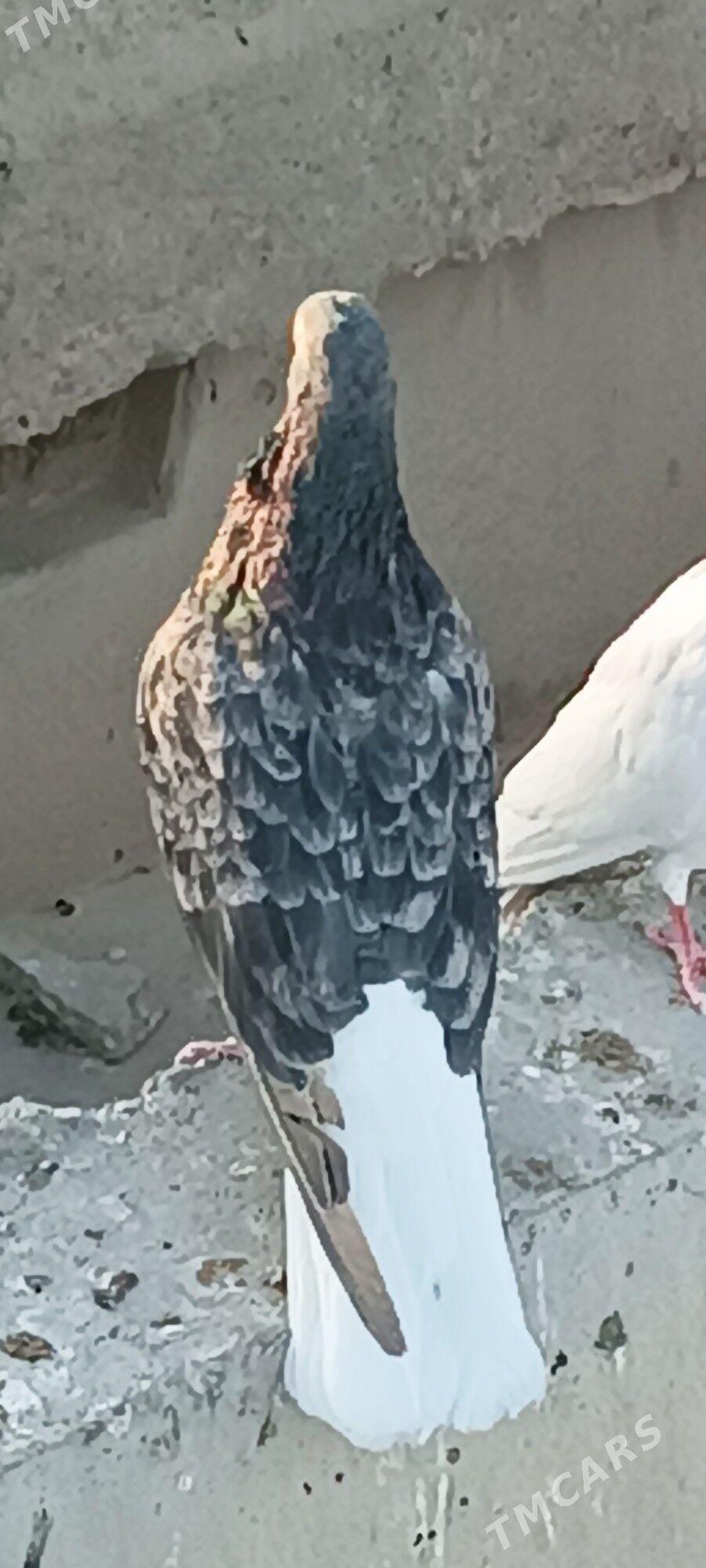 kepderi - Aşgabat - img 4