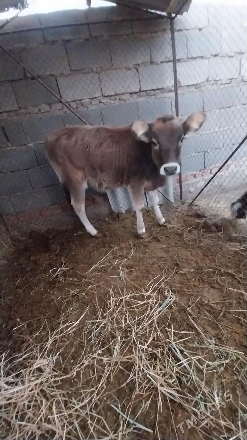 göle - Bäherden - img 4