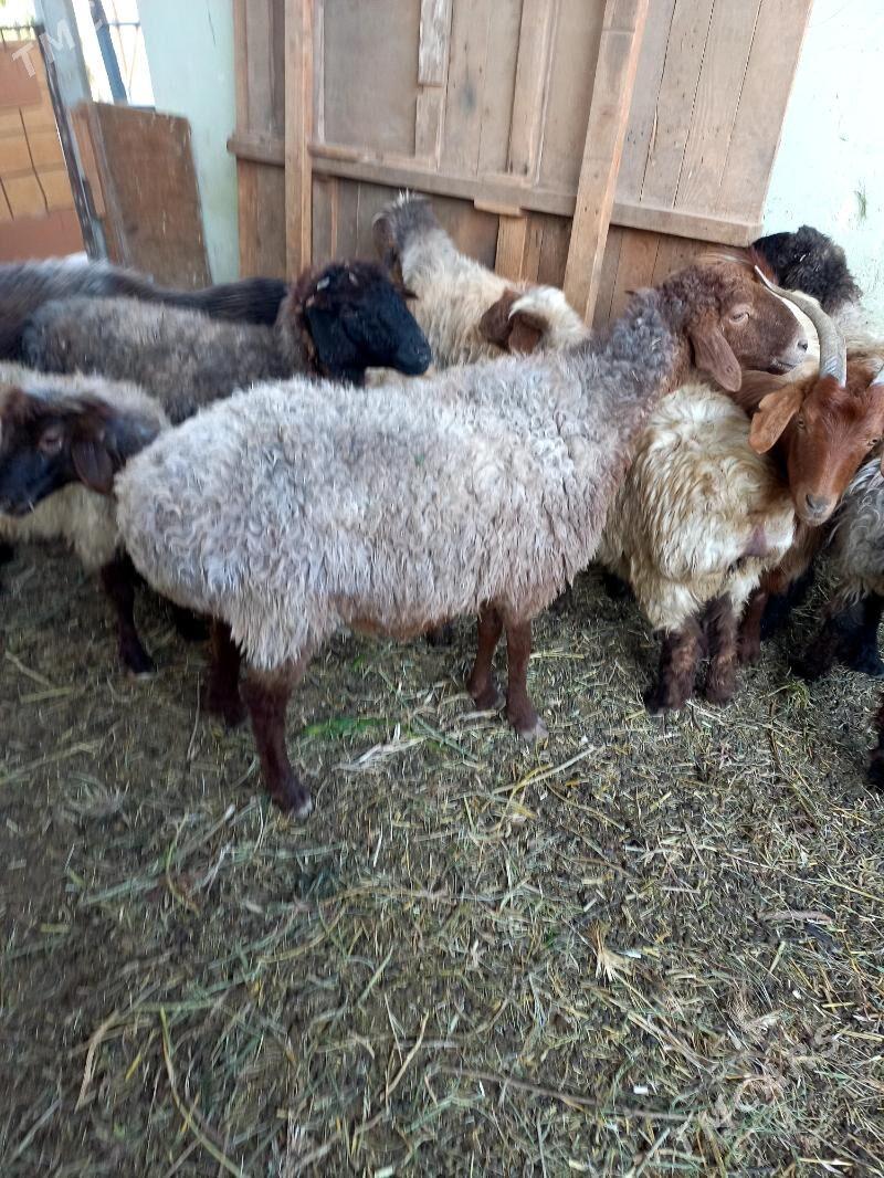 Goyun.işşek.tokly.Geçi - Hitrowka - img 2