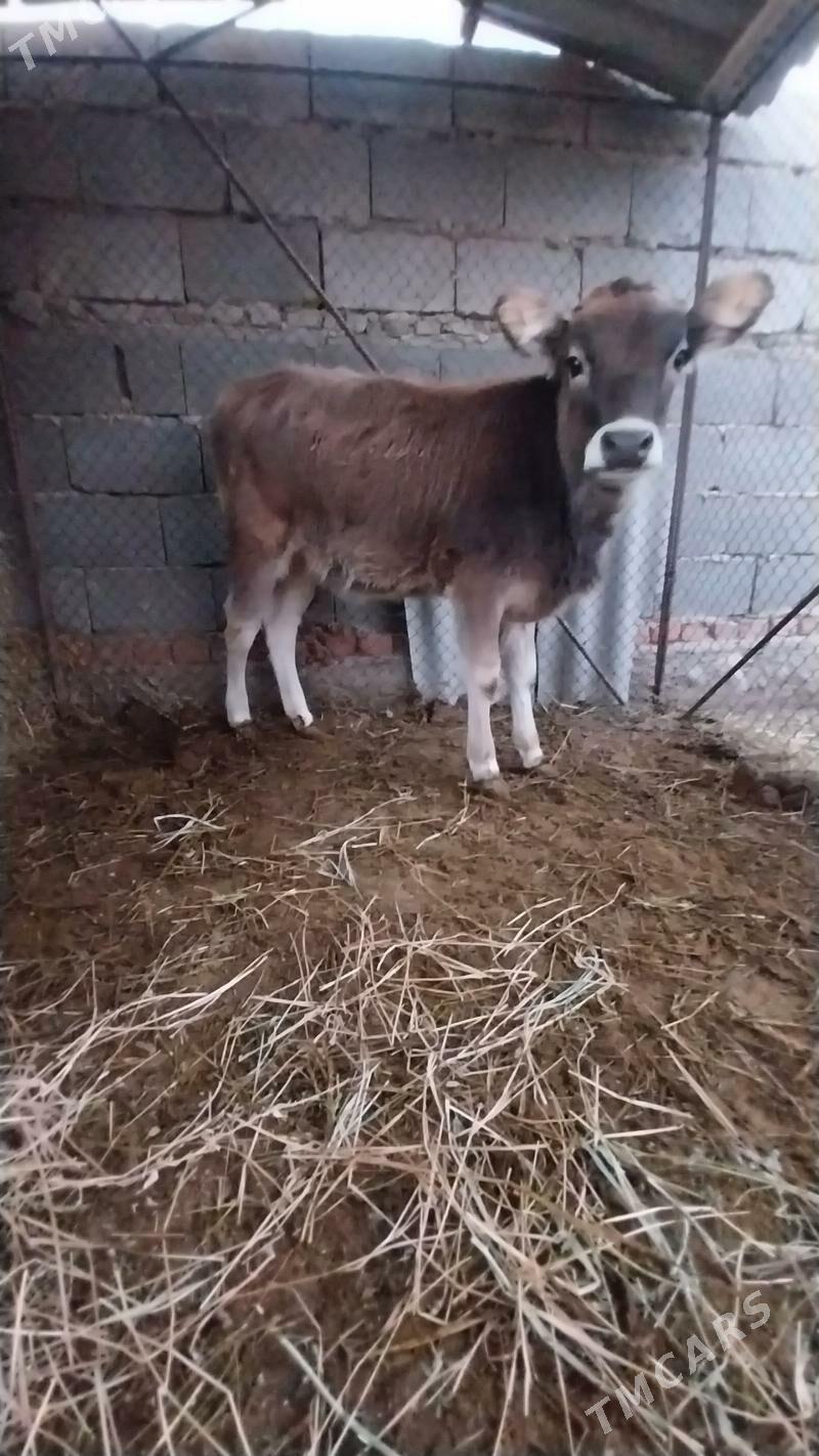 göle - Bäherden - img 2