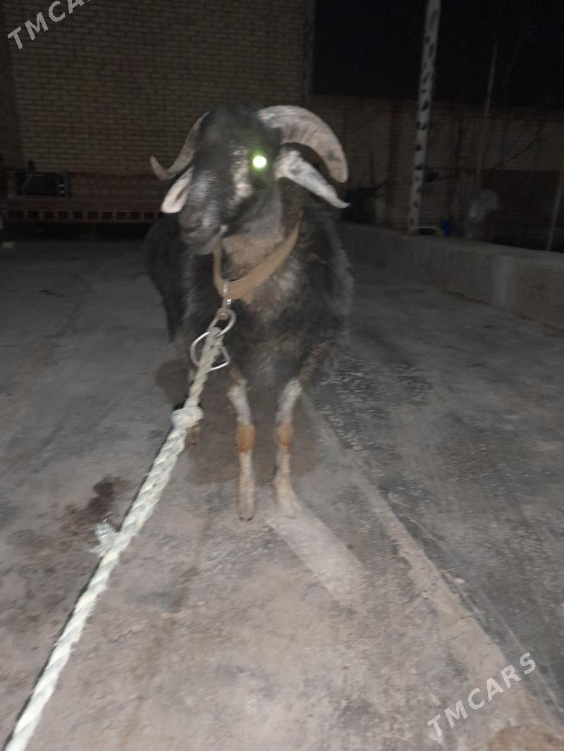 goç - Türkmenabat - img 2