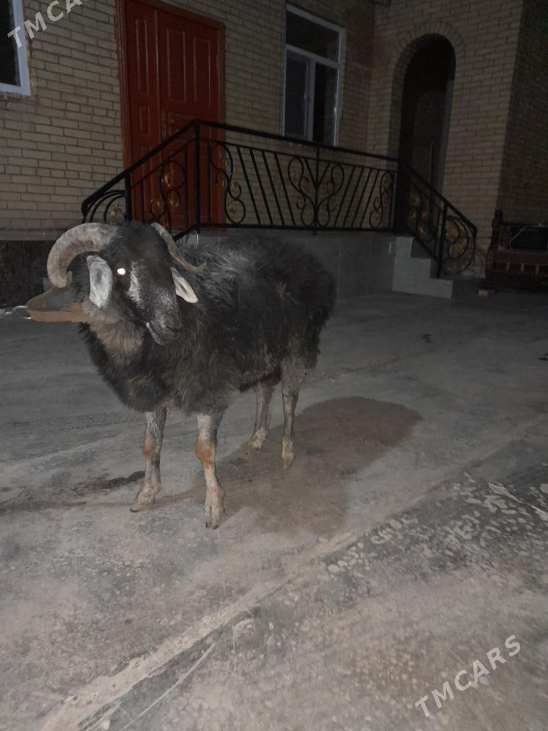 goç - Türkmenabat - img 1