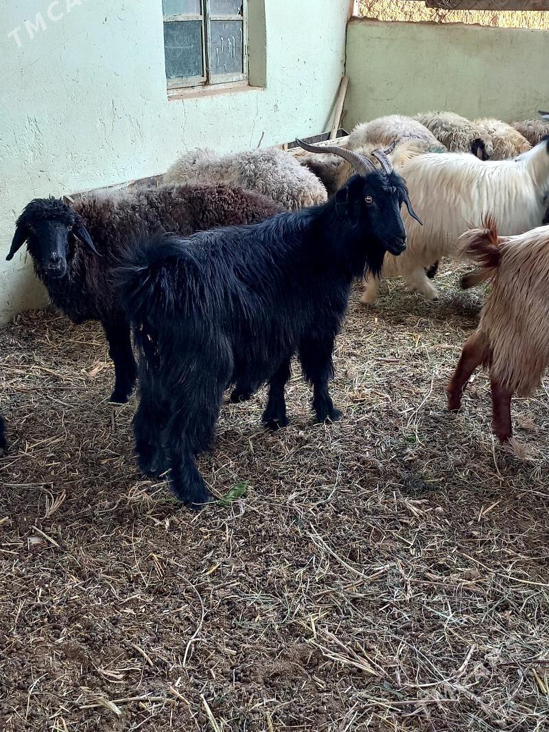 Goyun.işşek.tokly.Geçi - Hitrowka - img 4