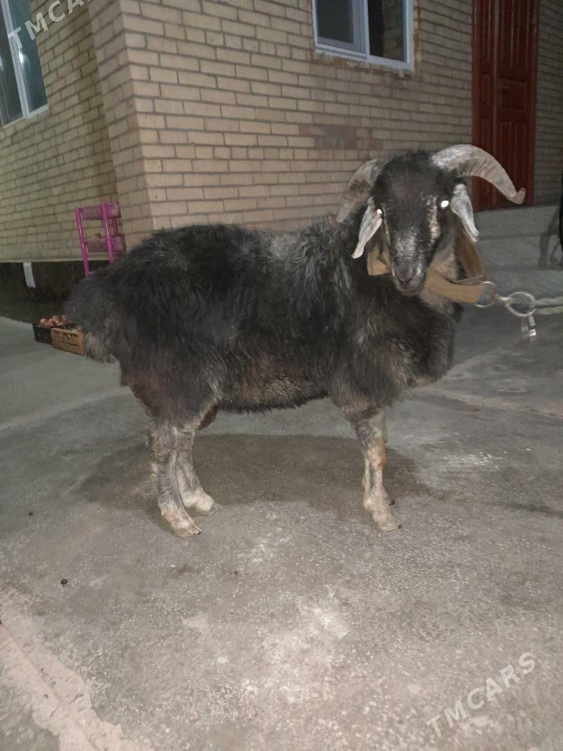 goç - Türkmenabat - img 5